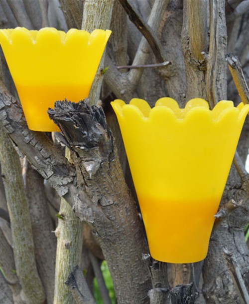 Garden pots yellow